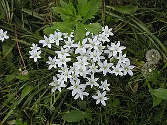 Птицемлечник зонтичный (Ornithogalum umbellatum)