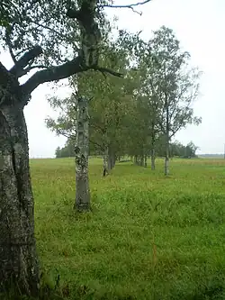 Аллея к утраченной усадьбе