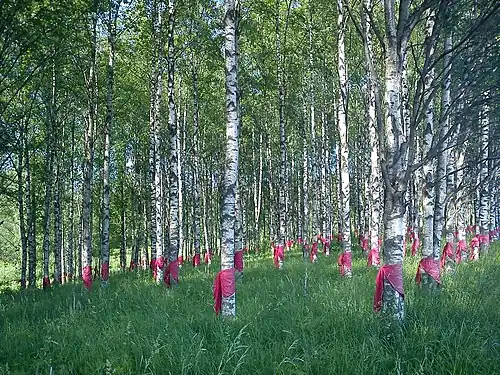 Берёзовая роща в 2018 году