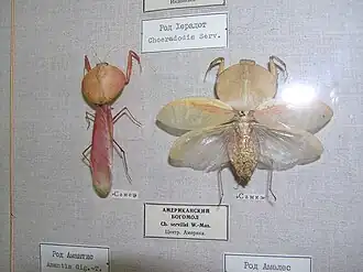 Ch. rhombicollis ♂ и ♀