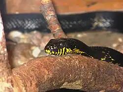 Амурский полоз, или полоз Шренка (Elaphe schrenckii)