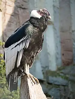 Андский кондор16 марта 2008