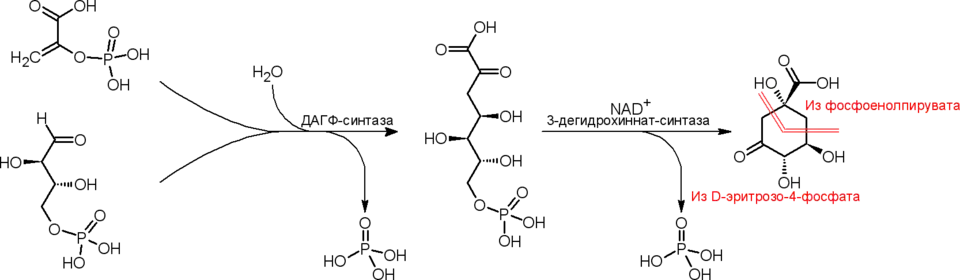 Путь биосинтеза дегидрохинната у эубактерий и эукариот