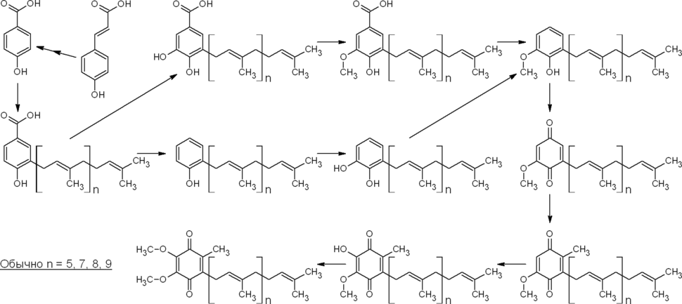 Биосинтез убихинона