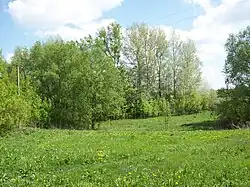 Деревья в мае на Битюге