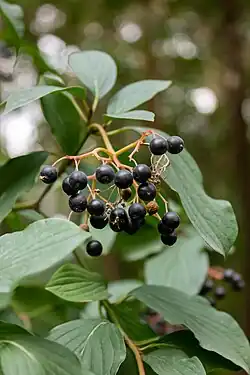 Свидина кроваво-красная