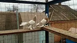 Бойный голубь Агаран