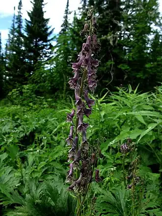 Борец буйбинский