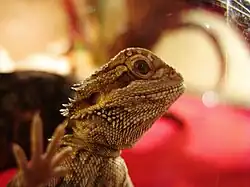 Бородатая агама (Pogona vitticeps)