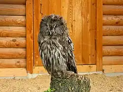 Бородатая неясыть (Strix nebulosa)