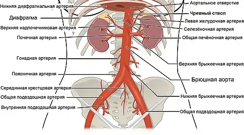 Брюшная аорта и её ветви