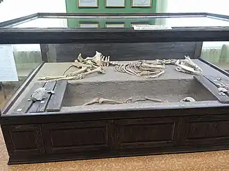 Реконструкция погребения быстрянской культуры из Советского района, раскопки А.&nbsp;А.&nbsp;Казакова (2016 г.), ГМИЛИКА, Барнаул.