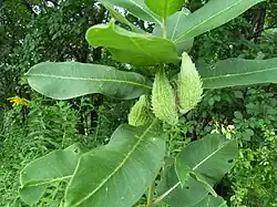 В июле растение образует плоды — вздутые серповидные зеленые коробочки
