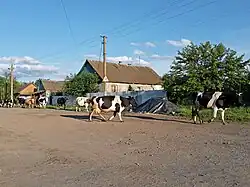 Сельская улица летним вечером