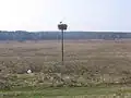 Аист в Вербовке