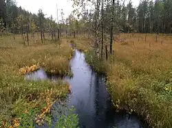 Вид против течения