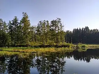 Лесной пруд