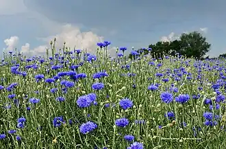 Василёк (лат.&nbsp;Centauréa) на степных просторах