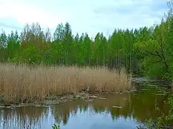 В заболоченном районе парка весной