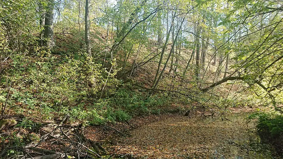 У излучины реки Петрицы