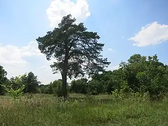 Губаревская усадьба дворян Шахматовых, вековое дерево