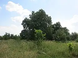 Остатки парка