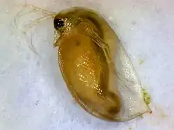 Дафния под микроскопом