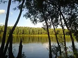 Десна прекрасная