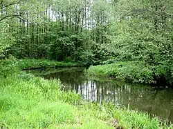 Дятловка неподалёку от устья