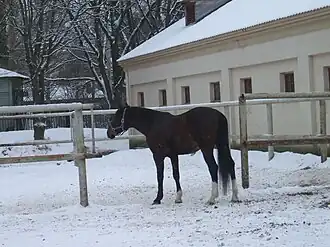 Конный центр, работающий с 1970 года