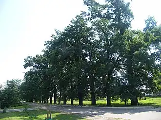 Дубовая аллея в селе Максимовка