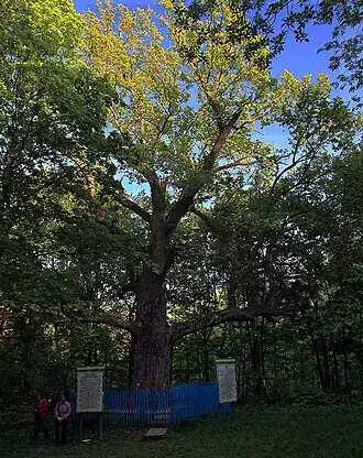 Дуб в 2013 году