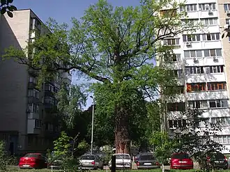 столетний Дуб Кристера — памятник природы