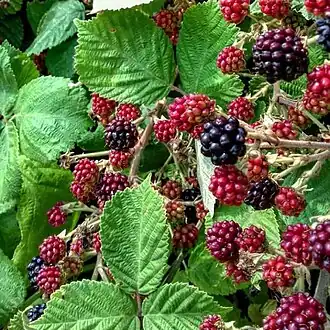 Зреющие плоды