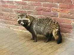 Енотовидная собака (Nyctereutes procyonoides)