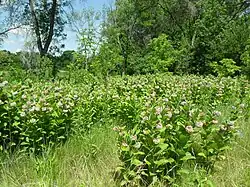 Многолетнее растение высотой до 1,5 м. Родина — восточные штаты США