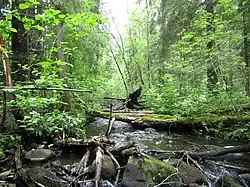 Каменный ручей в районе Сайнаволока