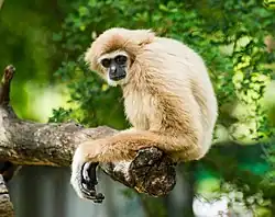 Кампучийский гиббон (самка)