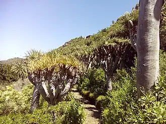 Аллея драконовых деревьев