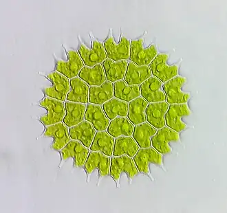 Колония Pediastrum&nbsp;sp.