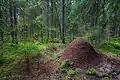 Муравейник на Комаровском берегу