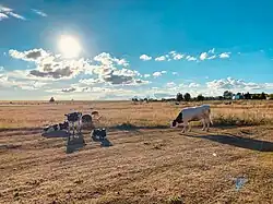 КФХ Ойкас-Яндоба