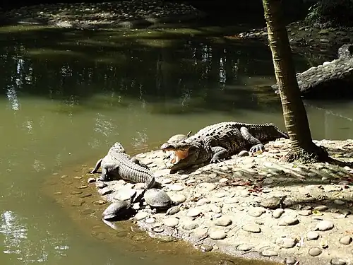 Крокодилы и черепахи в парке Юмка́