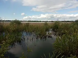 Заросшее прибрежье озера летом 2018 года