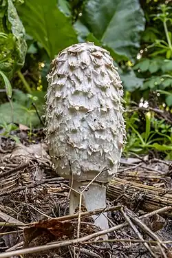 Навозник белый