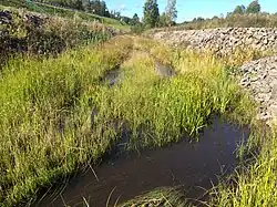 Вид против течения