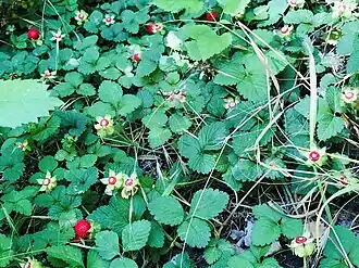 Листья и плод