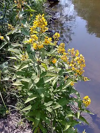 Вербейник обыкновенный