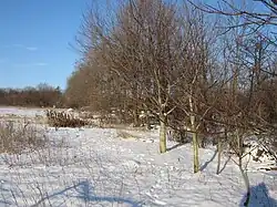 Лесостепь зимой (Харьковская область, Украина)