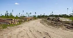 Санитарная вырубка деревьев зараженных  корое́дом-типо́графом (лат. Ips typographus) 12 Мая 2018